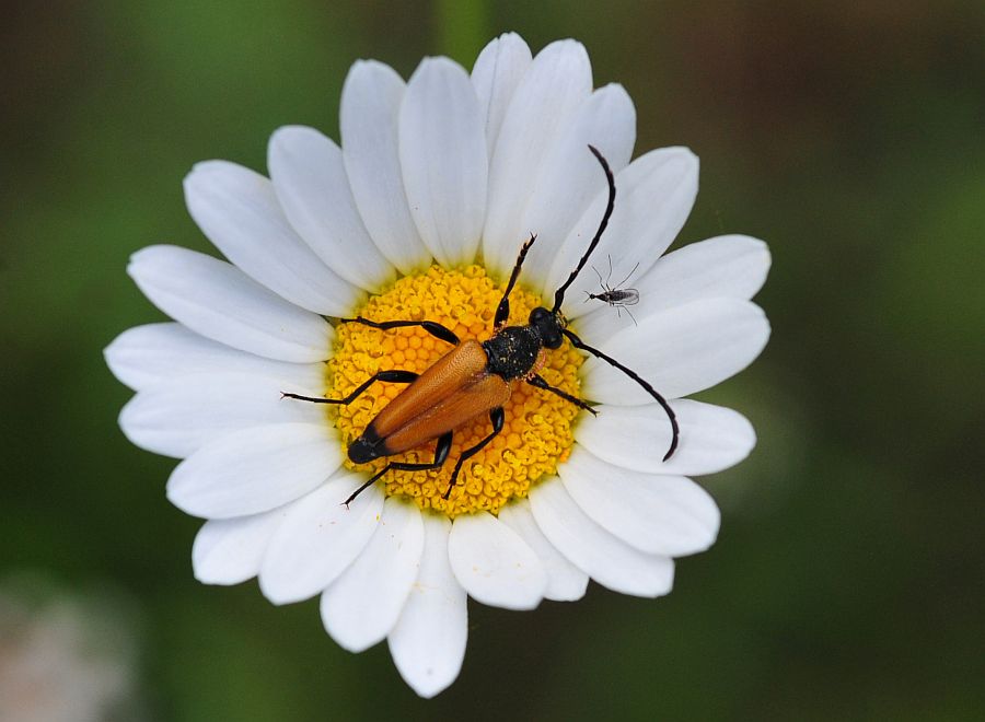 La vita in un fiore - seconda parte